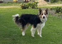 Betty, a female Labradoodle and Miniature Golden Retriever for sale in Cashton, WI – Photo 6 of 6