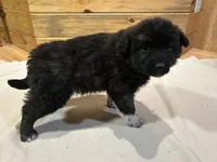 Betty, a female Labradoodle and Miniature Golden Retriever for sale in Cashton, WI – Photo 4 of 6