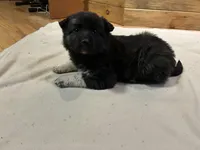 Betty, a female Labradoodle and Miniature Golden Retriever for sale in Cashton, WI – Photo 3 of 6