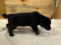 Chief, a male Labradoodle and Miniature Golden Retriever for sale in Cashton, WI – Photo 5 of 7