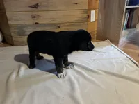 Chief, a male Labradoodle and Miniature Golden Retriever for sale in Cashton, WI – Photo 4 of 7