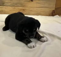 Chief, a male Labradoodle and Miniature Golden Retriever for sale in Cashton, WI – Photo 2 of 7