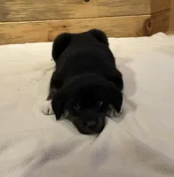 Chief, a male Labradoodle and Miniature Golden Retriever for sale in Cashton, WI – Photo 3 of 7