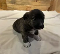 Ina, a female Labradoodle and Miniature Golden Retriever for sale in Cashton, WI – Photo 4 of 6