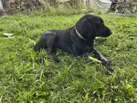 Ina, a female Labradoodle and Miniature Golden Retriever for sale in Cashton, WI – Photo 5 of 6