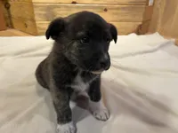 Ina, a female Labradoodle and Miniature Golden Retriever for sale in Cashton, WI – Photo 2 of 6