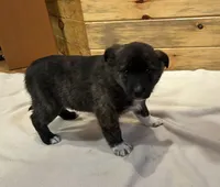 Ina, a female Labradoodle and Miniature Golden Retriever for sale in Cashton, WI – Photo 3 of 6