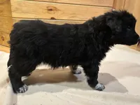 Jimmy , a male Labradoodle and Miniature Golden Retriever for sale in Cashton, WI – Photo 5 of 7