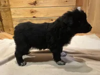 Jimmy , a male Labradoodle and Miniature Golden Retriever for sale in Cashton, WI – Photo 1 of 7