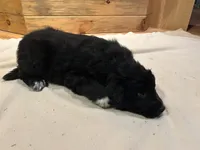 Jimmy , a male Labradoodle and Miniature Golden Retriever for sale in Cashton, WI – Photo 4 of 7