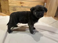 Decker, a male Labradoodle and Miniature Golden Retriever for sale in Cashton, WI – Photo 1 of 6