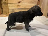 Decker, a male Labradoodle and Miniature Golden Retriever for sale in Cashton, WI – Photo 4 of 6