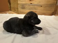 Decker, a male Labradoodle and Miniature Golden Retriever for sale in Cashton, WI – Photo 2 of 6