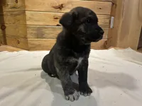 Decker, a male Labradoodle and Miniature Golden Retriever for sale in Cashton, WI – Photo 3 of 6