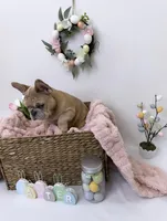 Angel, a female French Bulldog for sale in St. Paul, MN – Photo 6 of 10