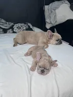 Angel, a female French Bulldog for sale in St. Paul, MN – Photo 3 of 6