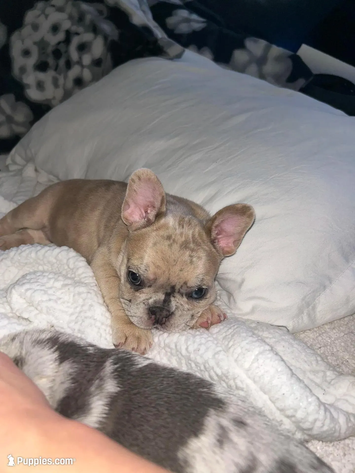 Angel, a female French Bulldog for sale in St. Paul, MN – Photo 1 of 10