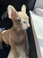 Angel, a female French Bulldog for sale in St. Paul, MN – Photo 5 of 10