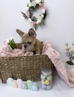 Angel, a female French Bulldog for sale in St. Paul, MN – Photo 3 of 10