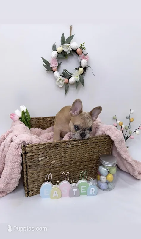 Angel – French Bulldog puppy for sale in St. Paul, MN