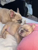 Angel, a female French Bulldog for sale in St. Paul, MN – Photo 4 of 6