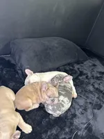 Angel, a female French Bulldog for sale in St. Paul, MN – Photo 6 of 6