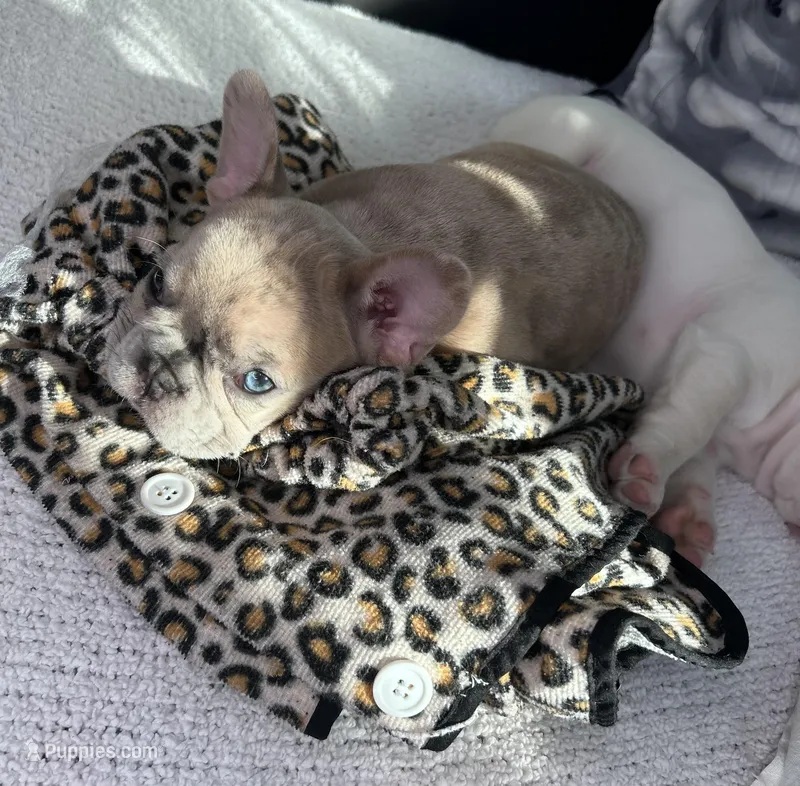 Angel – French Bulldog puppy for sale in St. Paul, MN
