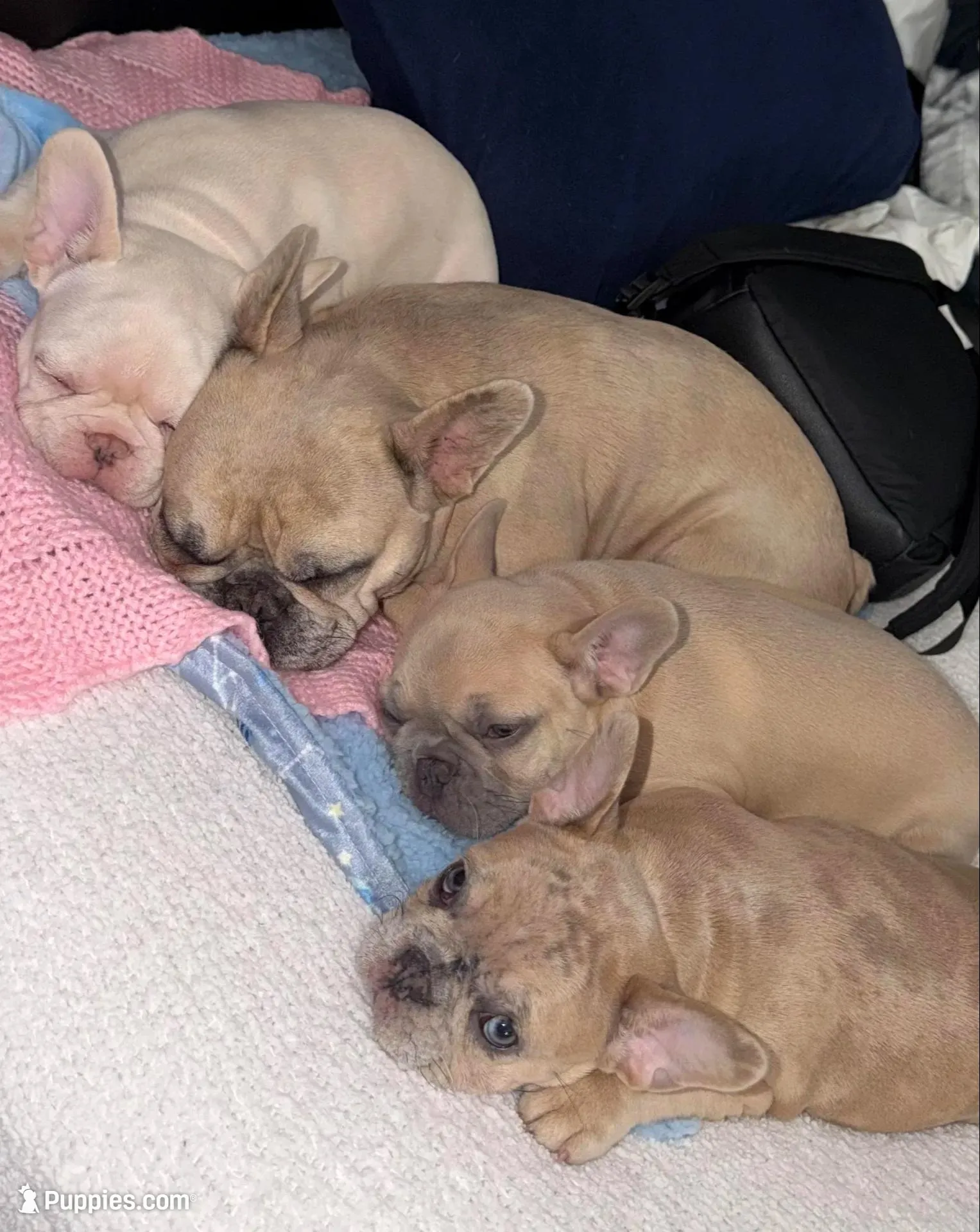 Angel, a female French Bulldog for sale in St. Paul, MN – Photo 2 of 10