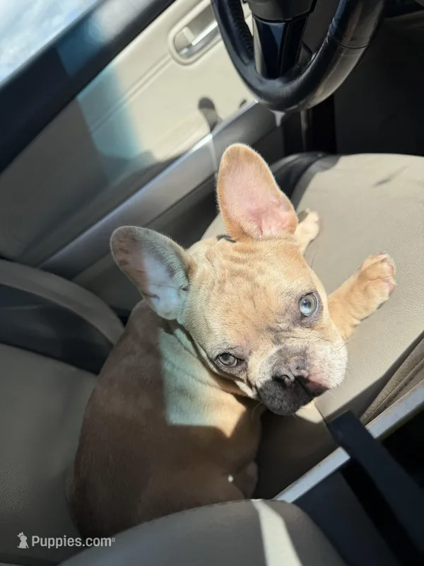 Angel – French Bulldog puppy on hold in St. Paul, MN