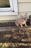 Angel, a female French Bulldog for sale in St. Paul, MN – Photo 4 of 10