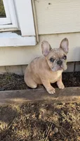 Angel, a female French Bulldog for sale in St. Paul, MN – Photo 2 of 10