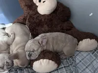 Angel, a female French Bulldog for sale in St. Paul, MN – Photo 9 of 10