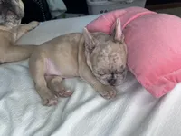 Angel, a female French Bulldog for sale in St. Paul, MN – Photo 2 of 6