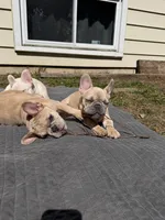 Angel, a female French Bulldog for sale in St. Paul, MN – Photo 5 of 10
