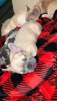 Minnie, a female French Bulldog for sale in St. Paul, MN – Photo 5 of 10