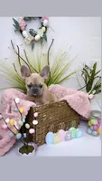 Minnie, a female French Bulldog for sale in St. Paul, MN – Photo 5 of 10