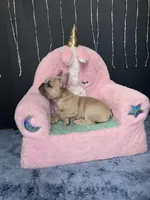 Minnie, a female French Bulldog for sale in St. Paul, MN – Photo 10 of 10