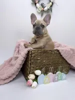 Minnie, a female French Bulldog for sale in St. Paul, MN – Photo 3 of 10