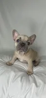 Minnie, a female French Bulldog for sale in St. Paul, MN – Photo 4 of 10
