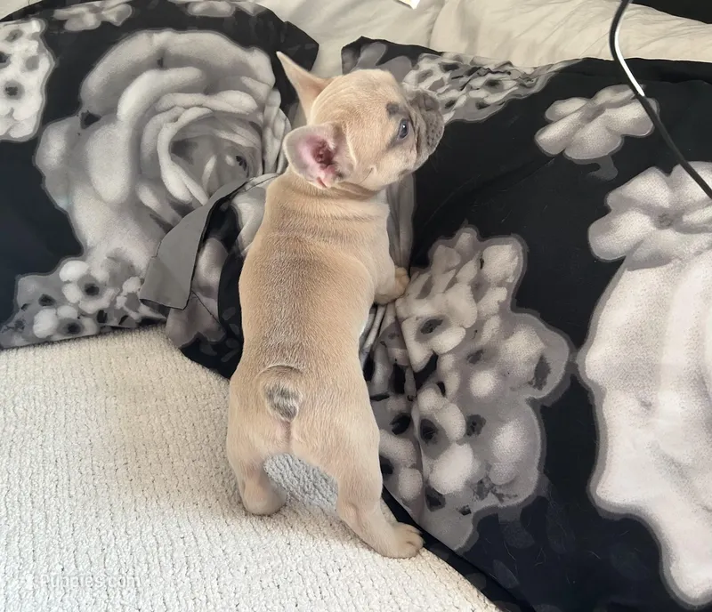 Minnie – French Bulldog puppy for sale in St. Paul, MN
