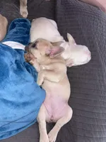 Minnie, a female French Bulldog for sale in St. Paul, MN – Photo 8 of 10