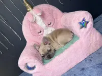 Minnie, a female French Bulldog for sale in St. Paul, MN – Photo 6 of 10