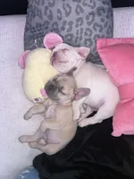 Minnie, a female French Bulldog for sale in St. Paul, MN – Photo 5 of 6