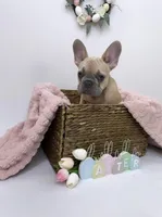 Minnie, a female French Bulldog for sale in St. Paul, MN – Photo 2 of 10