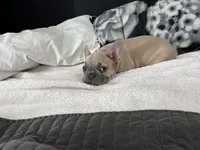 Minnie, a female French Bulldog for sale in St. Paul, MN – Photo 7 of 10