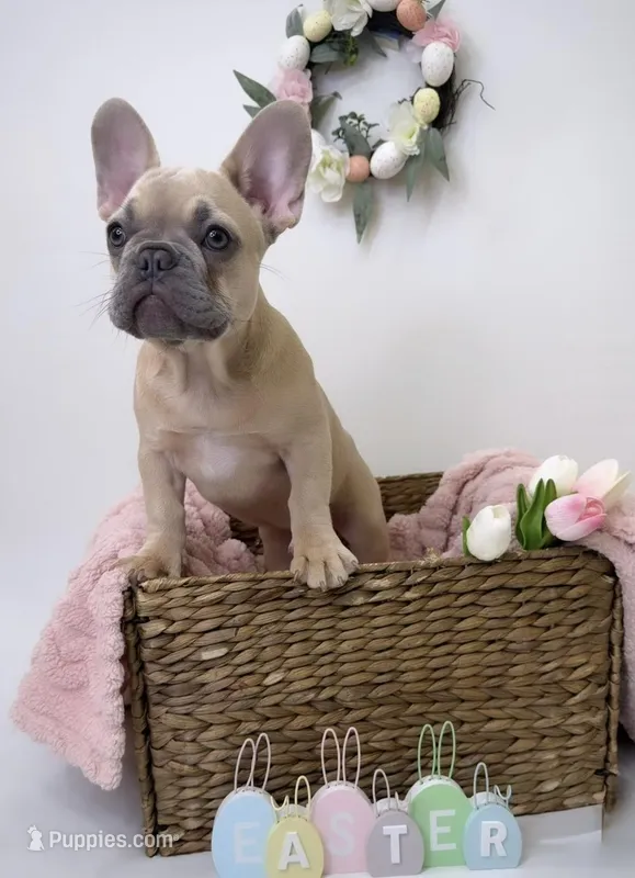 Minnie – French Bulldog puppy for sale in St. Paul, MN