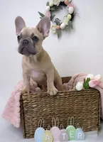 Minnie, a female French Bulldog for sale in St. Paul, MN – Photo 1 of 10