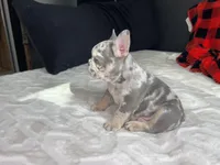 Storm, a male French Bulldog for sale in St. Paul, MN – Photo 3 of 8