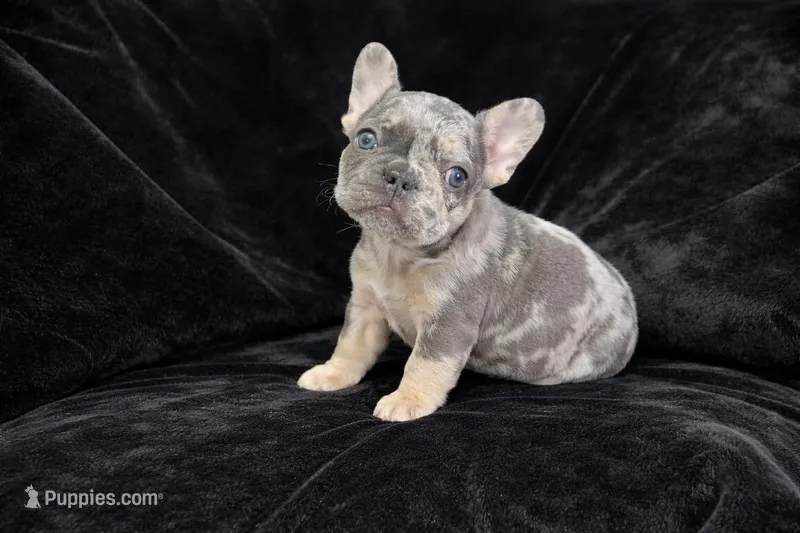 Storm – French Bulldog puppy for sale in St. Paul, MN