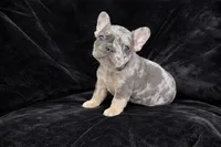 Storm, a male French Bulldog for sale in St. Paul, MN – Photo 1 of 8